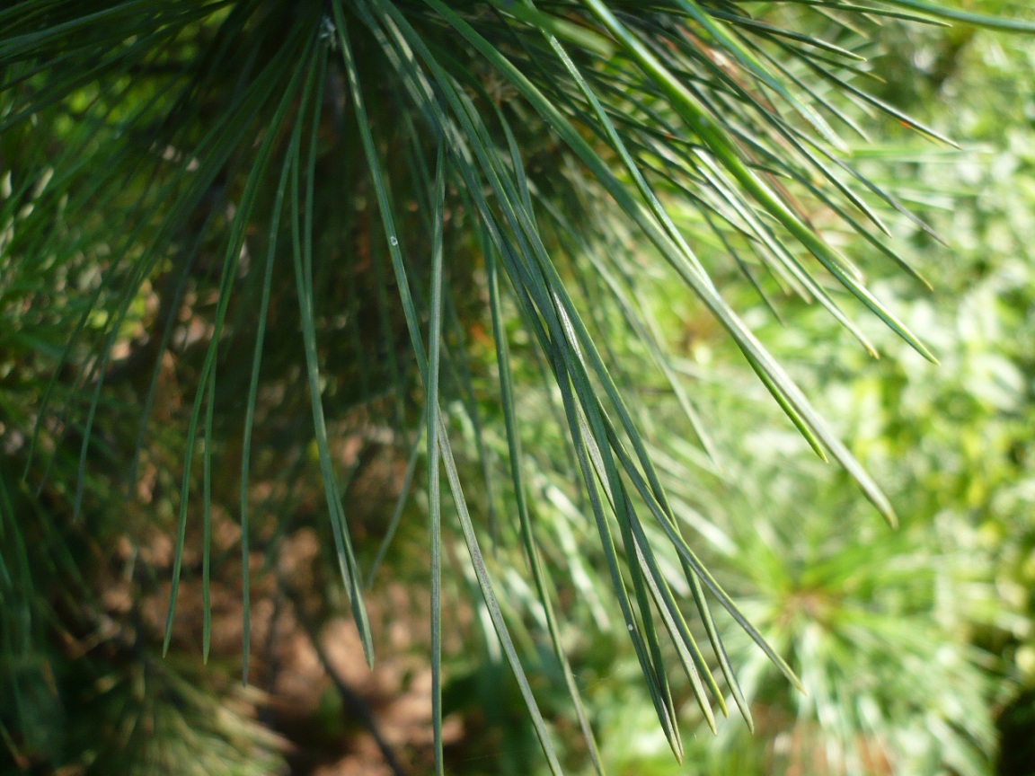 Изображение особи Pinus sibirica.