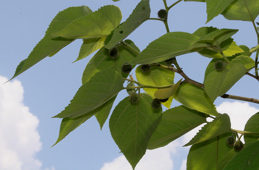 Изображение особи Broussonetia papyrifera.