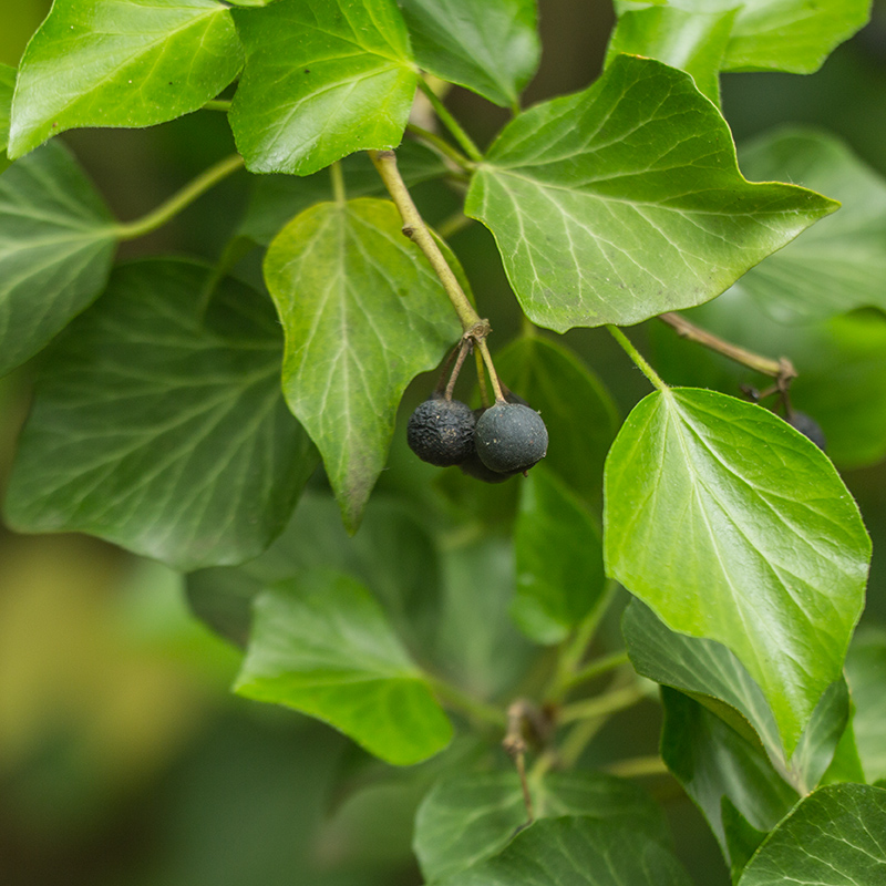 Image of Hedera helix specimen.