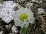 Trollius lilacinus