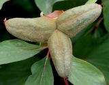 Paeonia mlokosewitschii. Невызревший плод. Германия, г. Дюссельдорф, Ботанический сад университета. 03.06.2014.