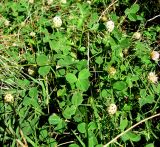 Trifolium bonannii