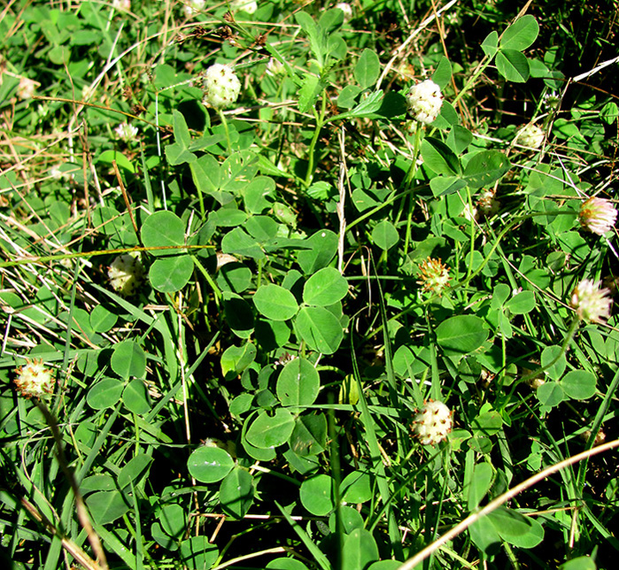 Image of Trifolium bonannii specimen.