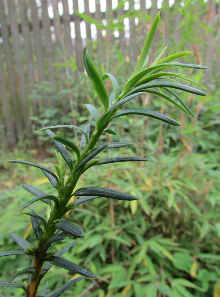 Изображение особи Pseudotaxus chienii.