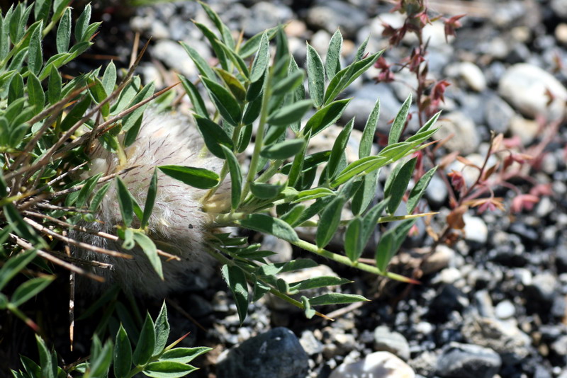 Изображение особи Astragalus pterocephalus.