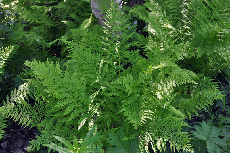 Изображение особи Athyrium filix-femina.