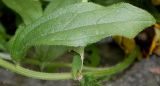 Rudbeckia hirta. Лист. Германия, г. Крефельд, Ботанический сад. 06.09.2014.