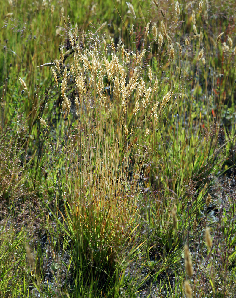 Image of Anthoxanthum odoratum specimen.