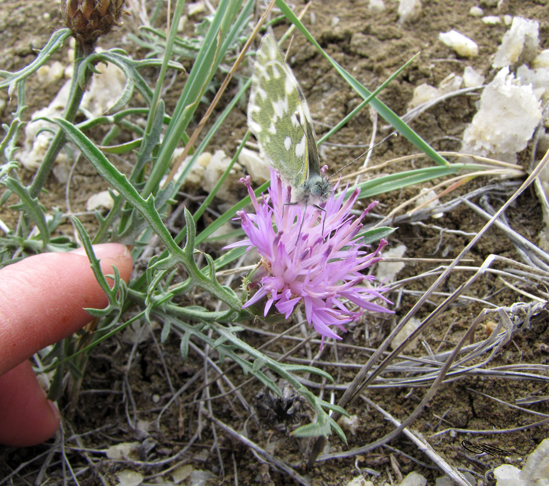 Image of Phalacrachena calva specimen.