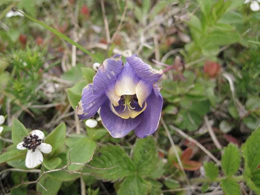 Изображение особи Aquilegia flabellata.