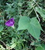 Ipomoea purpurea. Побег с цветком на лебеде татарской. Краснодарский край, Кущёвский р-н, станица Шкуринская, на огородной меже. 14.08.2009.