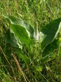 Plantago maxima
