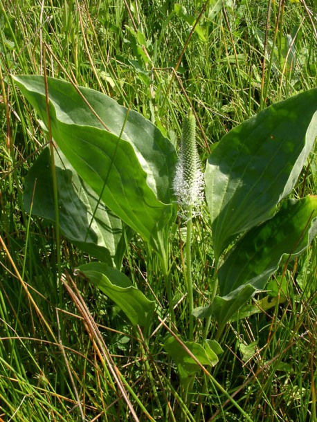 Image of Plantago maxima specimen.