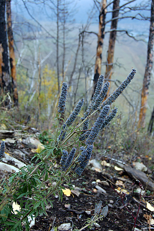 Изображение особи Schizonepeta multifida.