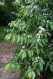 Lonicera maackii. Цветущее растение. Узбекистан, г. Ташкент, Ботанический сад им. Ф.Н.Русанова. 25.04.2009.