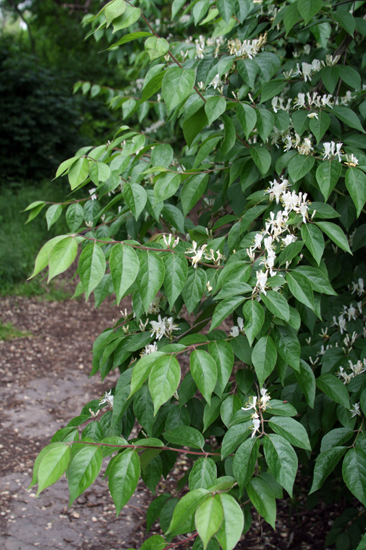 Image of Lonicera maackii specimen.