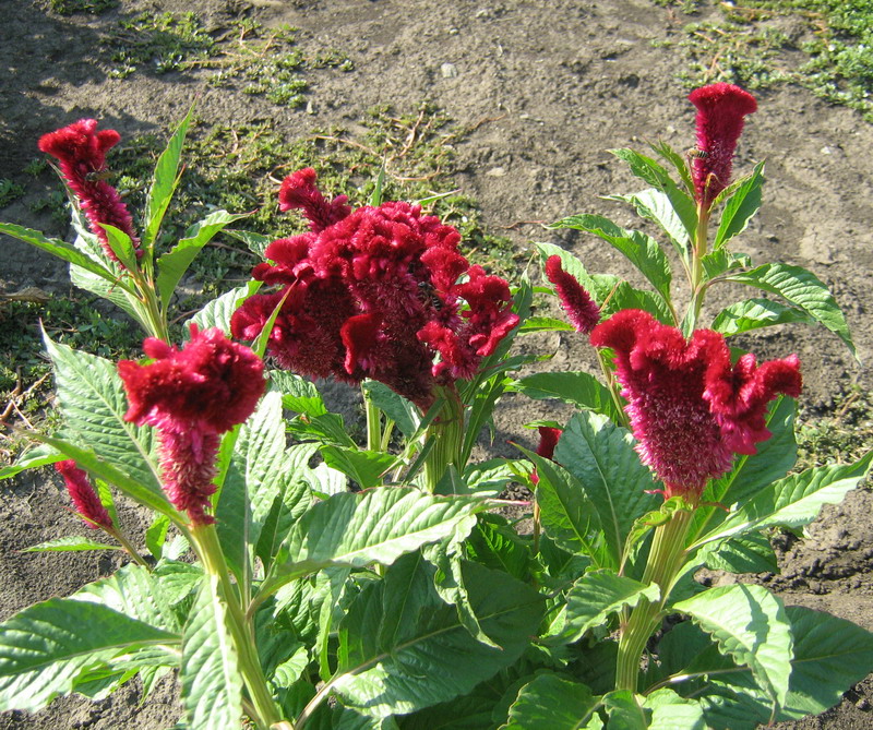 Image of Celosia cristata specimen.