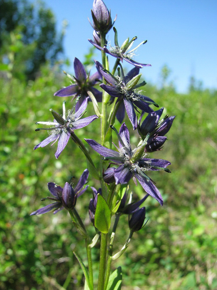 Image of Swertia obtusa specimen.