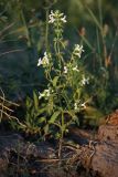 Stachys annua. Цветущее растение на обочине просёлочной дороги. Белгородская обл., пос. Борисовка. 01.07.2009.