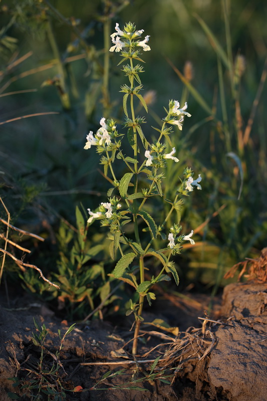 Изображение особи Stachys annua.