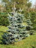 Picea pungens форма glauca. Молодые деревья. Москва, Кузьминский лесопарк, у резиденции Деда Мороза (именные посадки). 11.10.2009.