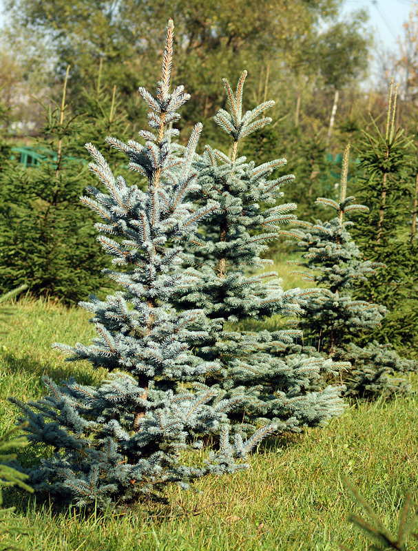 Image of Picea pungens f. glauca specimen.