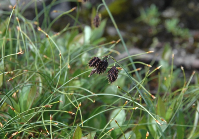 Изображение особи Carex atrofusca.