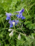 Delphinium cheilanthum