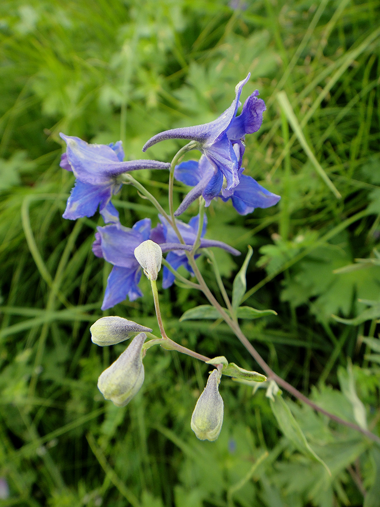 Image of Delphinium cheilanthum specimen.