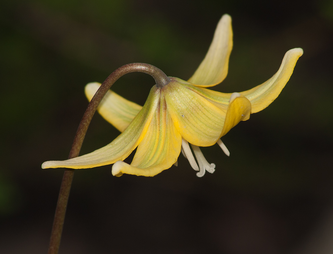 Image of Erythronium tuolumnense specimen.