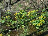 Caltha palustris