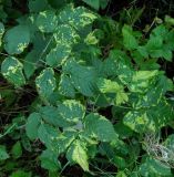 Rubus idaeus