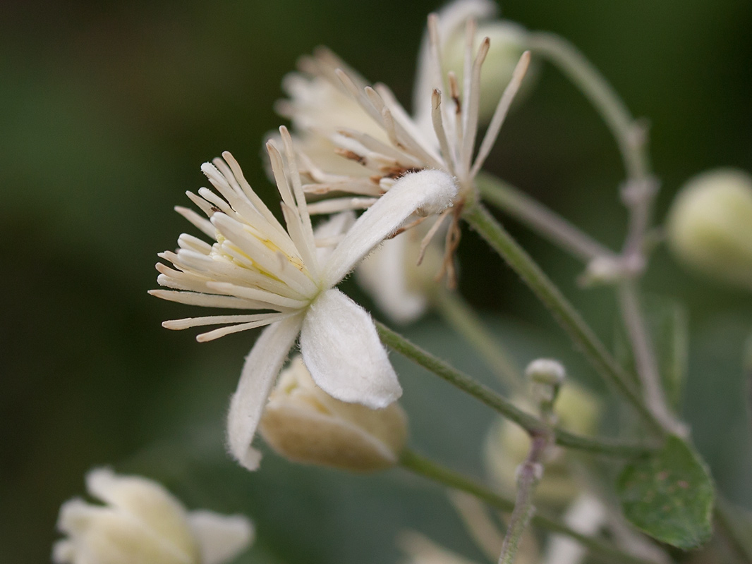 Изображение особи Clematis vitalba.