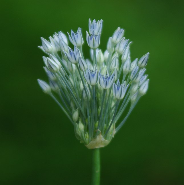 Изображение особи Allium caesium.