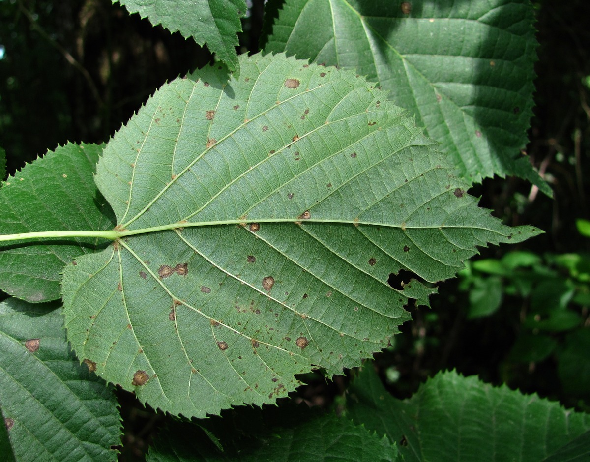 Изображение особи Tilia begoniifolia.