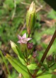 Gentianella acuta