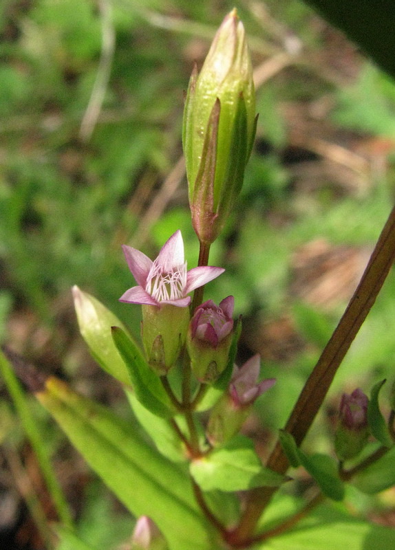 Изображение особи Gentianella acuta.