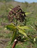 Sambucus sibirica. Часть ветви с распускающимся соцветием. Восточный Казахстан, Глубоковский р-н, окр. с. Бобровка, пологий склон сопки. 04.05.2015.