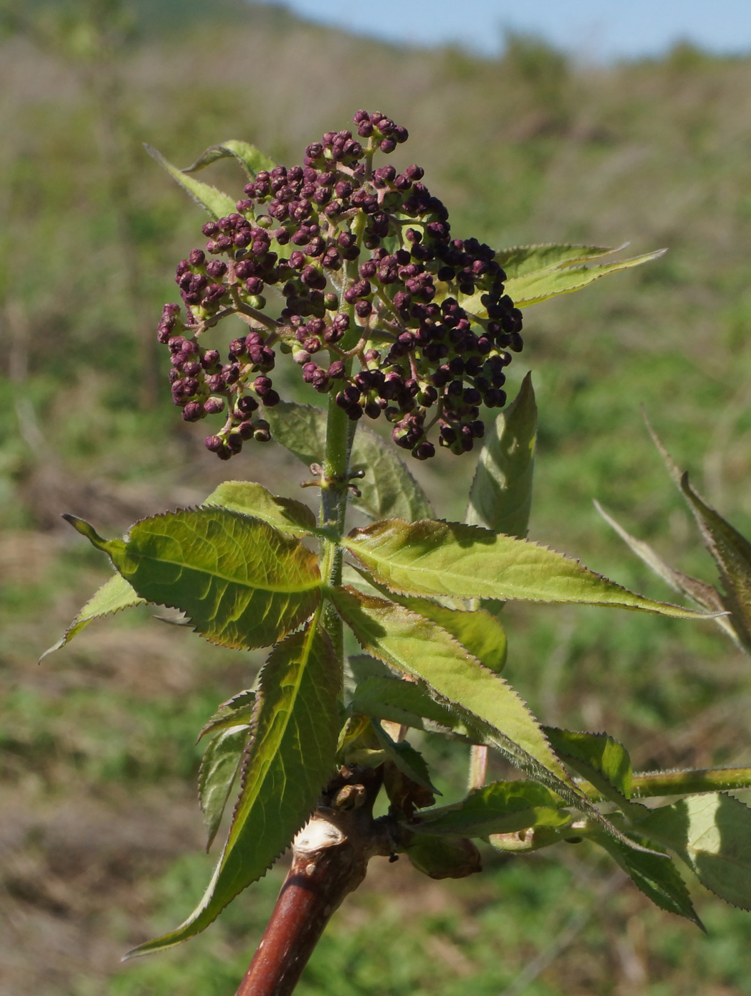 Image of Sambucus sibirica specimen.