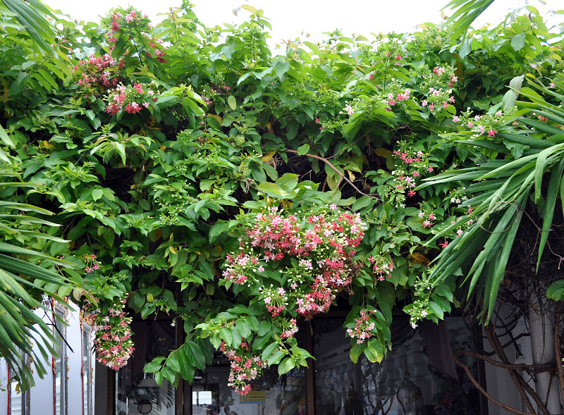 Изображение особи Combretum indicum.