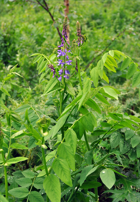 Изображение особи Galega orientalis.