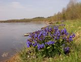 Pulmonaria mollis