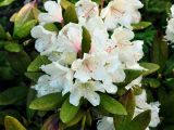 Rhododendron caucasicum. Верхушка побега с соцветием. Карачаево-Черкесия, окр. пос. Архыз, долина р. Малая Дукка, каменистый склон (выс. около 2000 м н.у.м.). 19.06.2015.