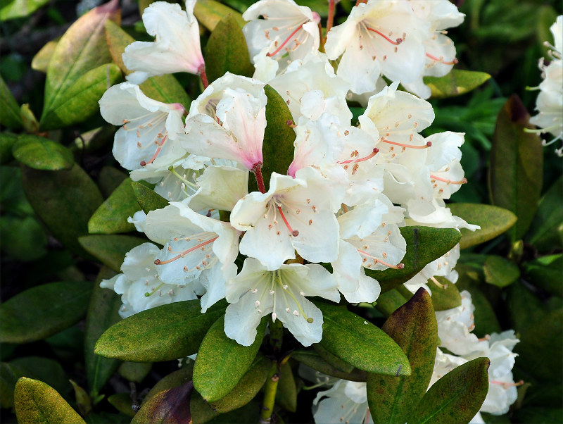 Image of Rhododendron caucasicum specimen.