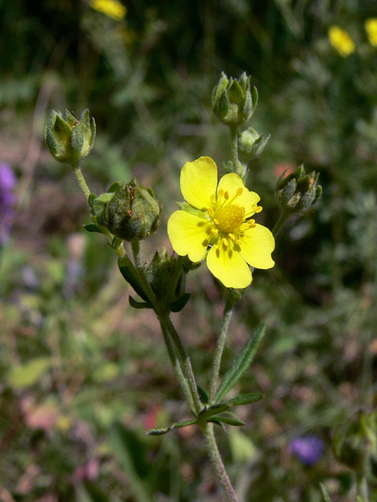 Image of Potentilla argentea specimen.