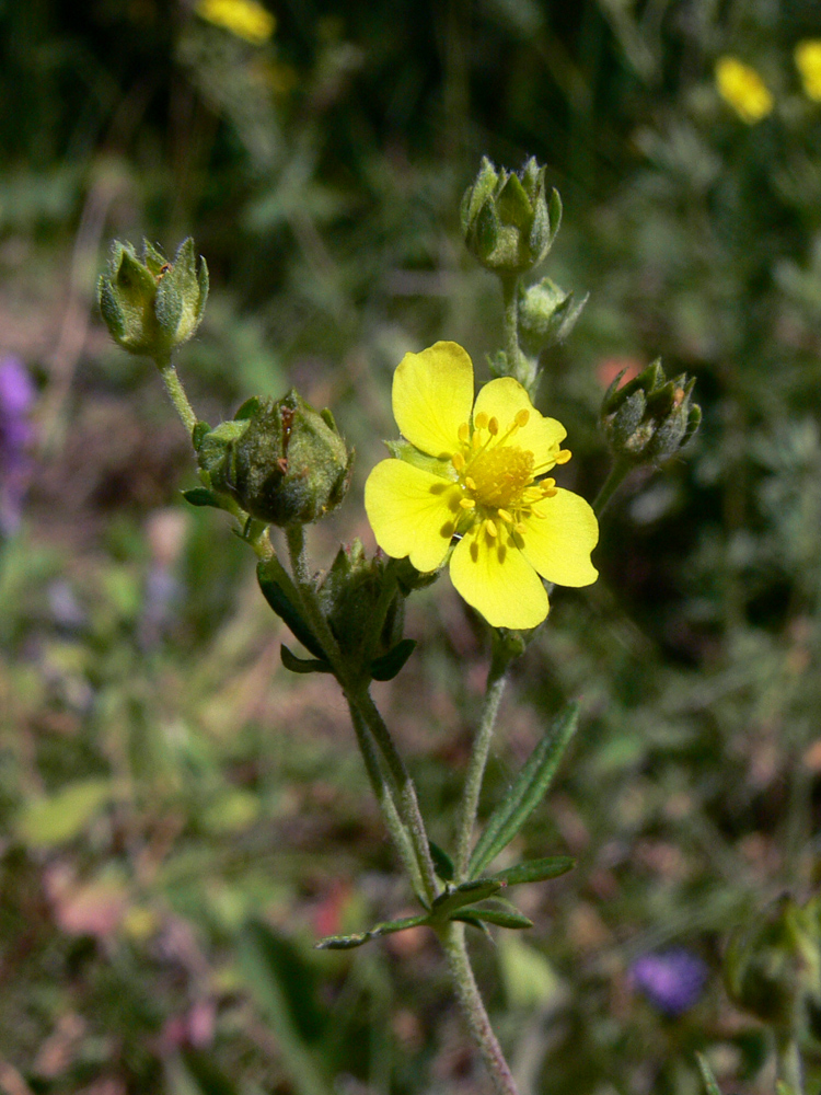 Изображение особи Potentilla argentea.