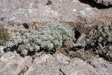 Artemisia rutifolia. Вегетирующее растение. Южный Казахстан, горы Алатау (Даубаба), северный гребень вершины 1734, высота ~1500 м н.у.м. 16.07.2014.