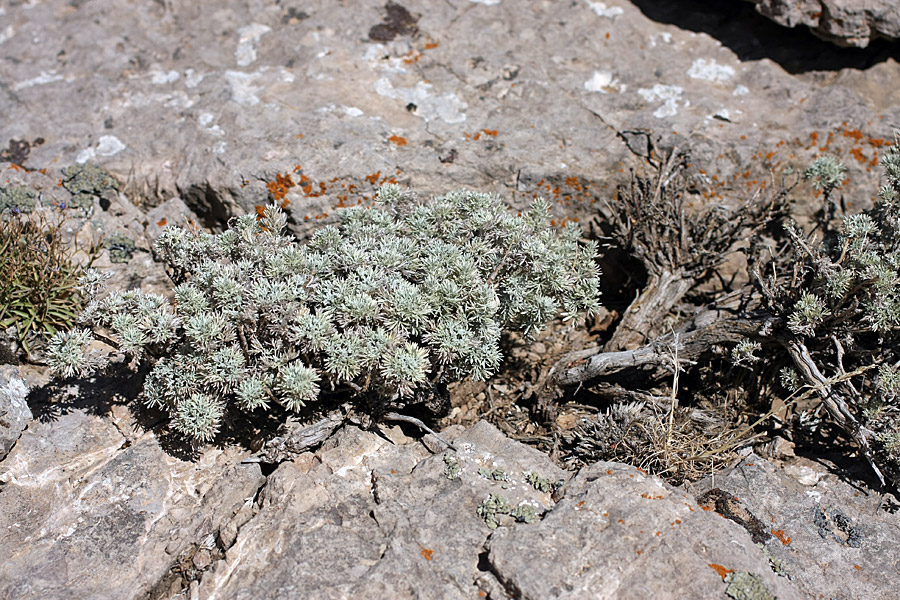 Изображение особи Artemisia rutifolia.