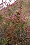 Eremurus tianschanicus. Соплодие (на фоне плодоносящей Atraphaxis replicata). Южный Казахстан, Сырдарьинский Каратау, р-н перевала Куюк. 07.10.2014.