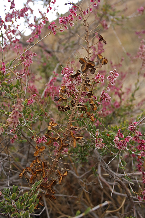 Image of Eremurus tianschanicus specimen.